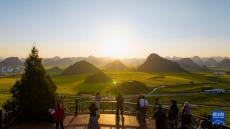 云南羅平近百萬(wàn)畝油菜花相繼綻放