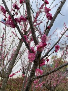 爛漫梅花別樣紅