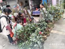 湖南隆回：人勤春早 苗木俏銷(xiāo)