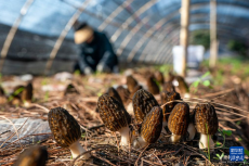 云南香格里拉：羊肚菌產業(yè)助農增收