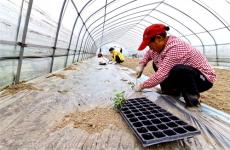 安徽廬江：搶農(nóng)時(shí) 10萬株西瓜苗移栽忙