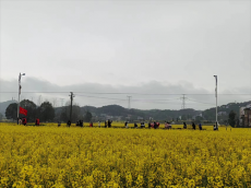 菜花作景 田野當(dāng)臺(tái)丨坪塘村“微型創(chuàng)意村晚”在花中開演