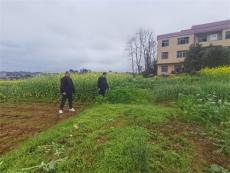 湖南宜章黃沙鎮(zhèn)：春季禁種鏟毒踏查在行動