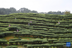 廣西昭平：春分茶園農事忙