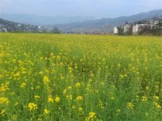 賞獅溪黃平油菜花有感