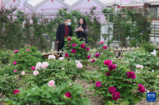 美麗鄉(xiāng)村開啟春季牡丹花會