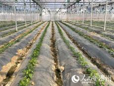 貴陽(yáng)：春耕不綴 豐景可期