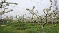 廬江縣郭河鎮(zhèn)：梨花開滿園 充盈好“錢”景