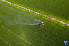 谷雨時(shí)節(jié)萬(wàn)畝麥田植保忙
