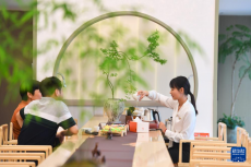 山間片片葉 萬里茶飄香