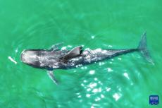 海南三亞因擱淺被救助的短肢領(lǐng)航鯨即將被放歸大海