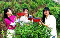 安徽廬江：藍(lán)莓豐收采摘忙