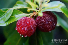 金甲楊梅熟了！快來珠暉品嘗今夏的第一口酸甜