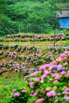 周末不忙 去趟衡陽(yáng)｜珠暉區(qū)：文旅新名片 繡球花迎客