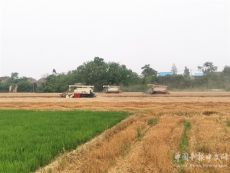 安徽廬江：“小滿”時節(jié)麥收忙 繪就鄉(xiāng)村好“豐”景