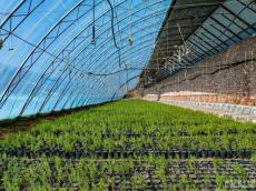 內(nèi)蒙古已建成1.7萬處育苗基地 助力打好“三北”工程攻堅(jiān)戰(zhàn)