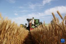 河南省麥?zhǔn)者^半 夏播已陸續(xù)展開