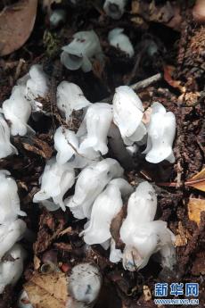 云南鳳慶：近危級珍稀植物水晶蘭再次現(xiàn)身