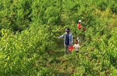 安徽廬江：果蔬產(chǎn)業(yè) 助農(nóng)增收