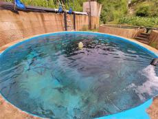 貴州凱里：溶洞水撐起三文魚養(yǎng)殖大產(chǎn)業(yè)