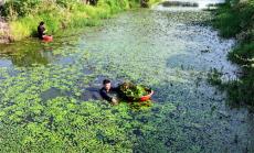 安徽廬江：水鄉(xiāng)特產(chǎn)菱角菜