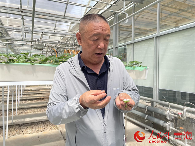 胡文海介紹草莓脫毒技術(shù)。人民網(wǎng) 況玉攝
