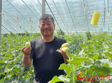 青海湟中：“溫室經(jīng)濟”種出紅火好日子