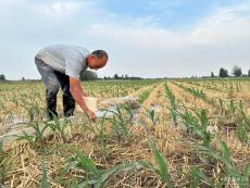 用好每處水源 爭分奪秒灌溉——山東抗旱一線走訪記