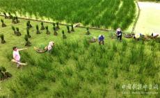 水鄉(xiāng)荸薺種植忙