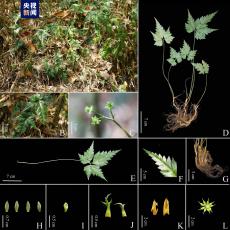 新物種！云南發(fā)現(xiàn)“極危”南高黎貢黃連
