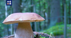 中國(guó)首個(gè)野生菌保護(hù)管理規(guī)范性文件今起施行