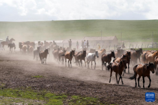 詩意中國丨牧馬祁連 延綿千年
