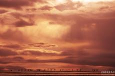 全國生態(tài)日丨守護“高原精靈”