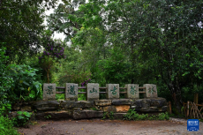 高質(zhì)量發(fā)展調(diào)研行｜景邁山上，“人在草木間”