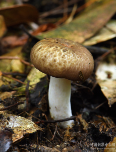 驚喜不斷！福建永安天寶巖上新兩個全球新物種