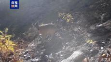 拍到“新物種”！云南福貢首次拍到赤斑羚活動影像