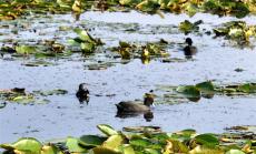 安徽廬江：生態(tài)好 候鳥變“留鳥”