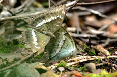 蝶舞翩翩！福建永安天寶巖蝴蝶新記錄種再上新