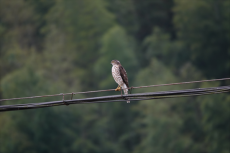 森林猛禽！福建永安喜添鳥(niǎo)類新記錄種日本松雀鷹