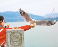 【大美中國(guó)】候鳥(niǎo)翔集