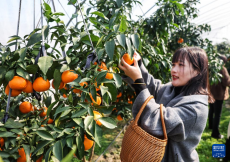 百畝“紅美人”柑橘開(kāi)摘 特色種植助力百姓共富