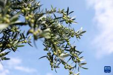 一顆油橄欖 萬(wàn)里同豐收