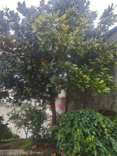 校園里的枇杷樹