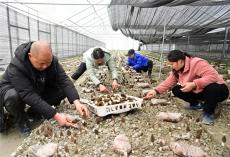 湖南隆回：羊肚菌搶“鮮”上市 撐起鄉(xiāng)村振興“致富傘”