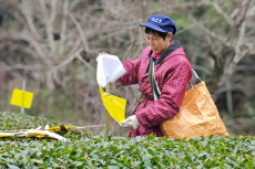 安徽休寧：茶鄉(xiāng)安插誘蟲黃板??助力春茶提質(zhì)增效