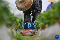 海南：春日農(nóng)忙