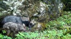 貴州監(jiān)測記錄到近300種陸生野生動物影像
