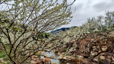 福建永安：萬畝李花次第開 春色醉人迎客來