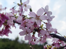 組圖｜衡陽(yáng)市珠暉區(qū)：云鷲峰下櫻花開 賞花游客紛至來(lái)
