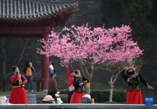 西安：梅紅柳綠春色至